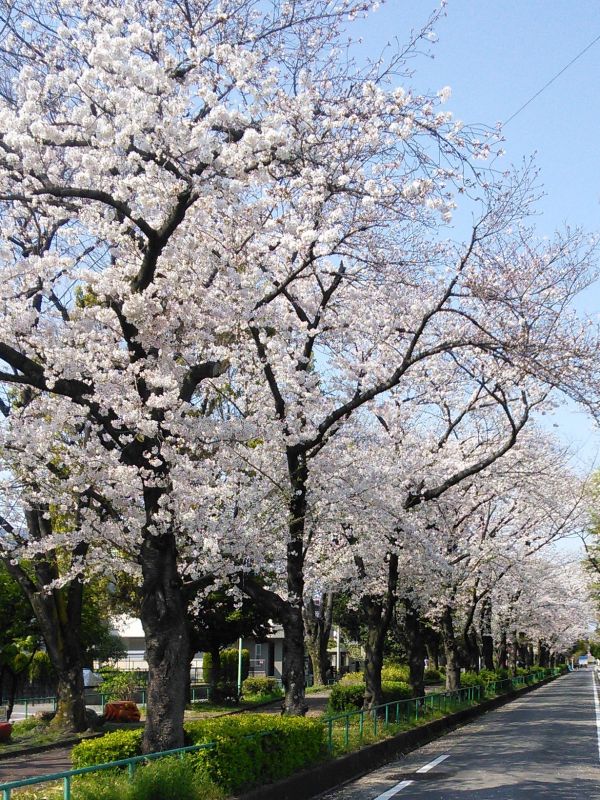 200404 Hanami-1